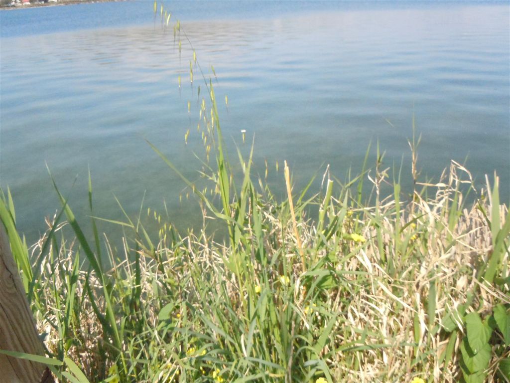 Pianta da Miseno - Avena barbata